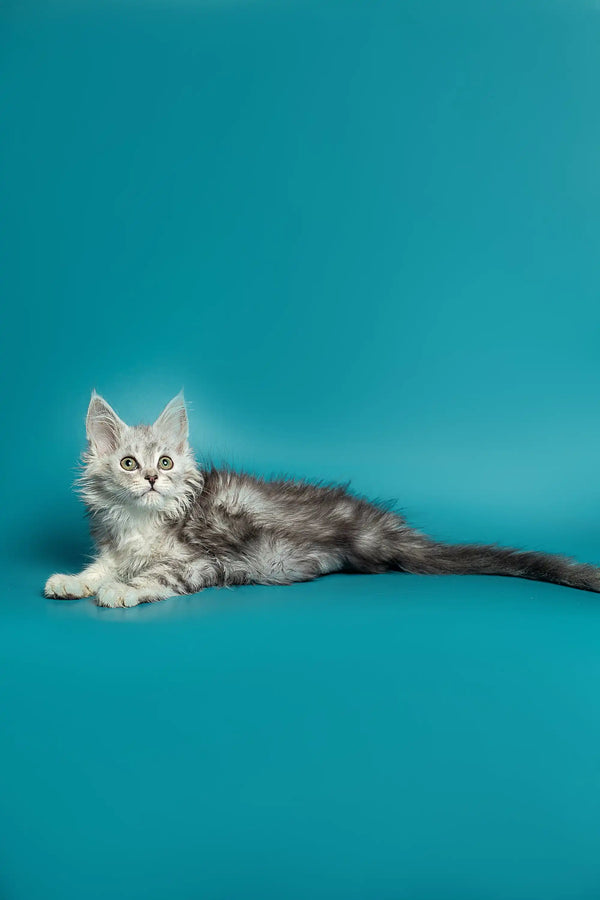 Gray and white Maine Coon kitten in the Afrodita collection, super cute and fluffy
