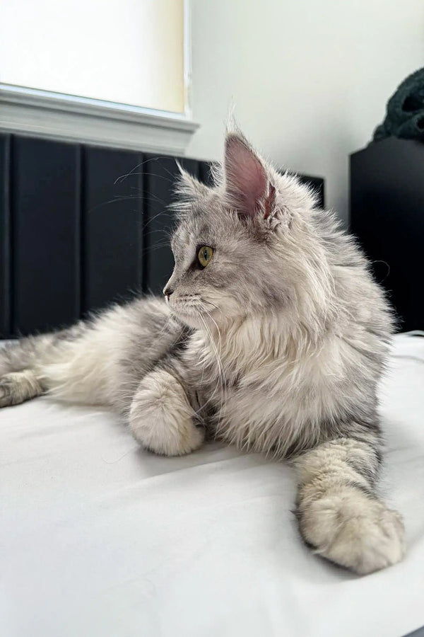 Silver tabby Maine Coon cat from Afrodita Maine Coon Kitten product