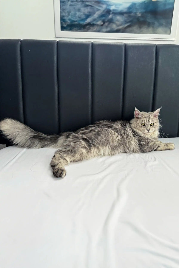 Gray tabby cat with fluffy fur in the Afrodita Maine Coon Kitten product