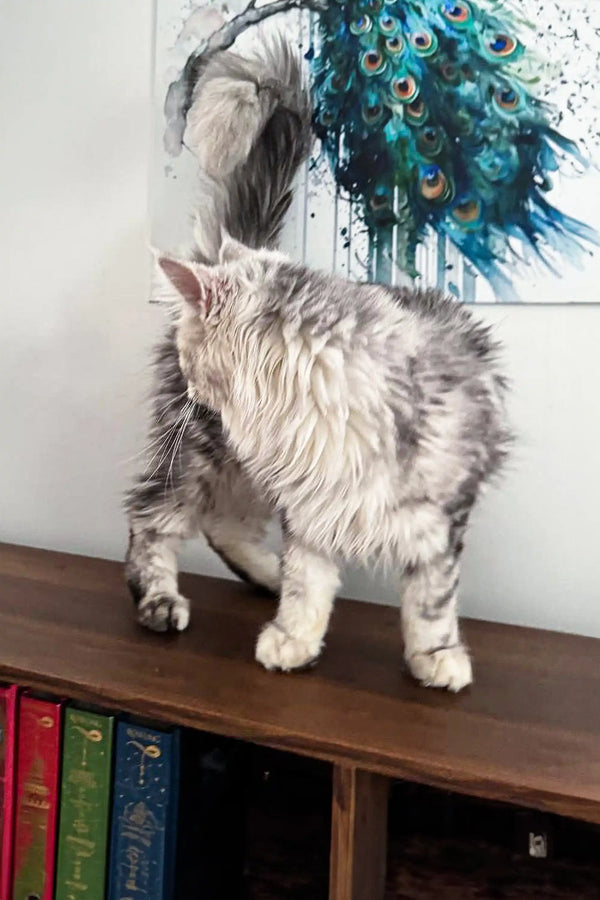 Fluffy gray and white Maine Coon kitten named Afrodita looking adorable