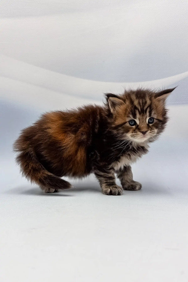 Fluffy brown tabby kitten from Agasha Maine Coon Kitten collection