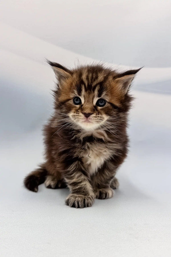 Fluffy brown tabby kitten from Agasha’s Maine Coon collection, super cute and cuddly!