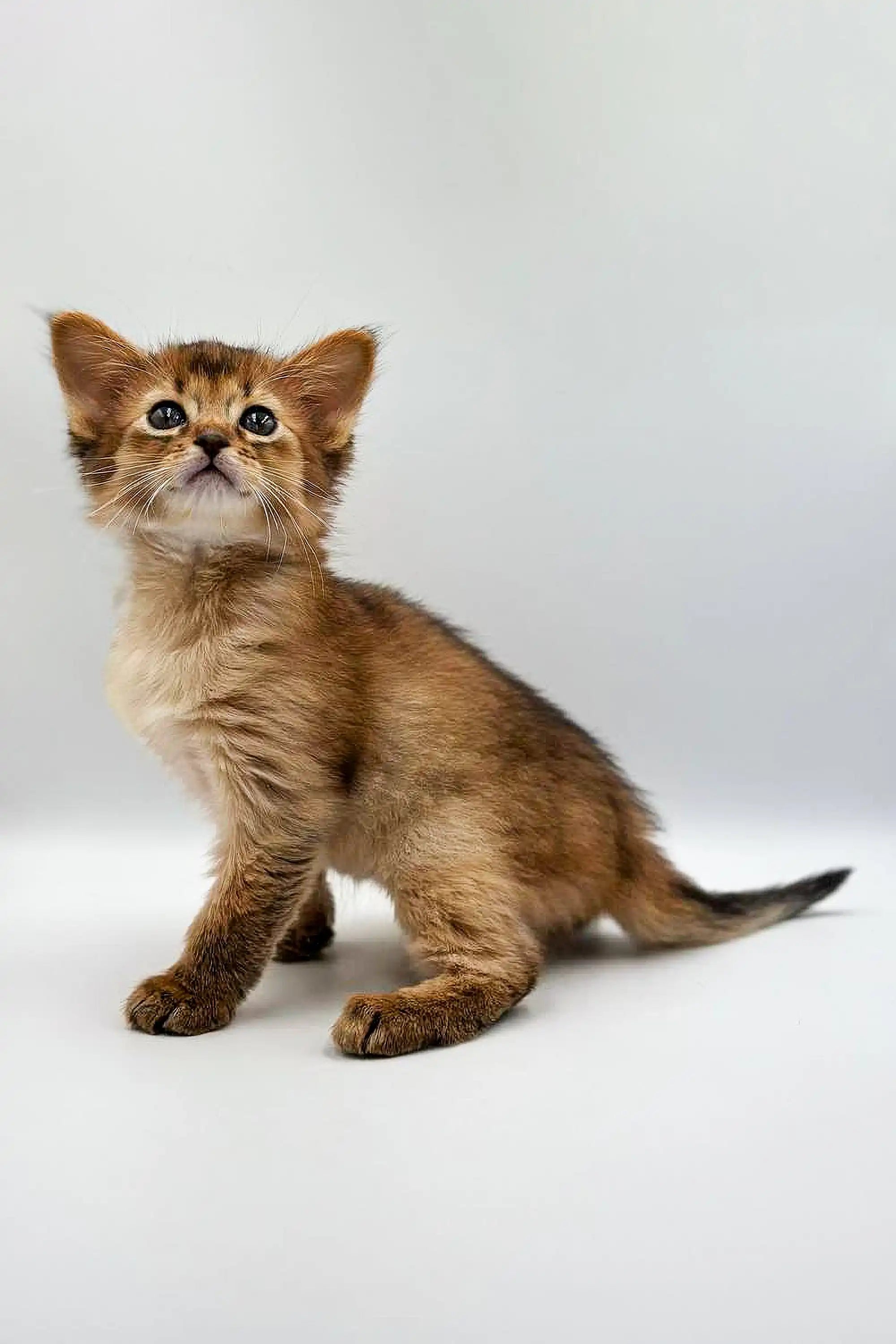 Meet Agatha the Adorable Somali Kitten