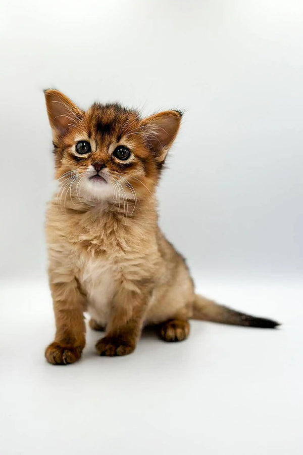 Adorable Aglaya Somali Kitten with big eyes and fluffy tawny fur