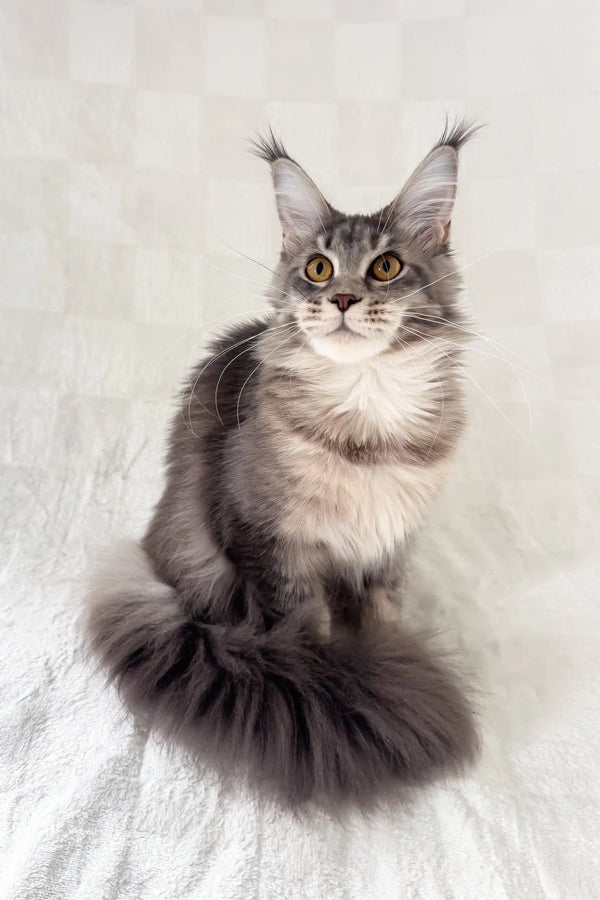 Akebia | maine coon kitten