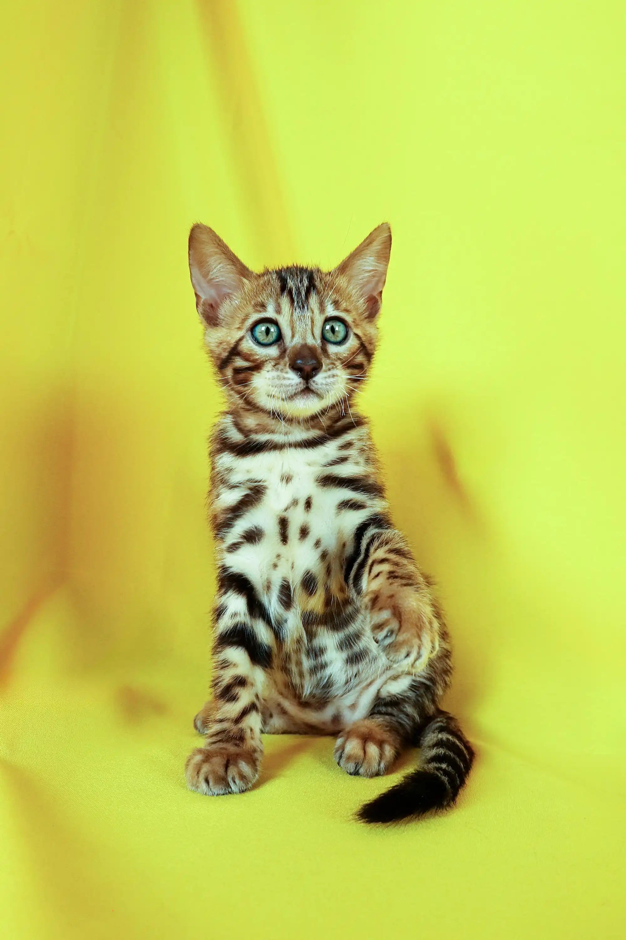 Meet Alex Stunning Bengal Kitten with Green Eyes