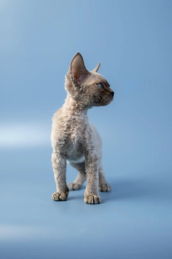 Cute Hairless Devon Rex Kitten with Wrinkled Skin and Big Ears Standing Upright