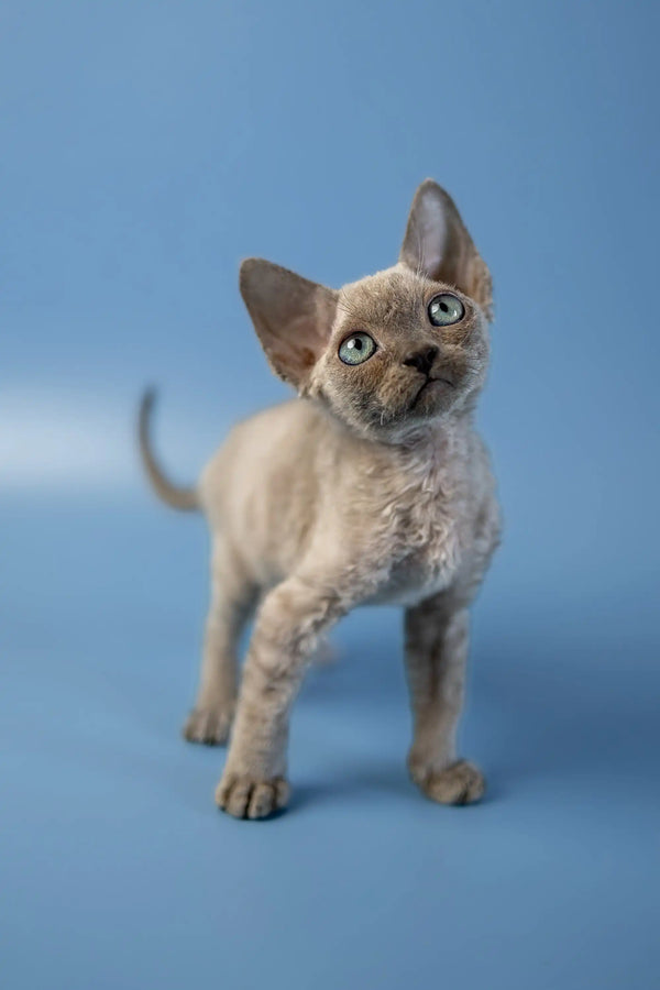 Cute Devon Rex kitten with curly fur and big ears on a blue surface