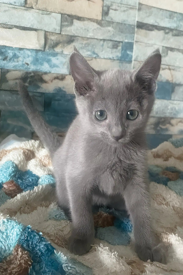 Alex | russian blue kitten
