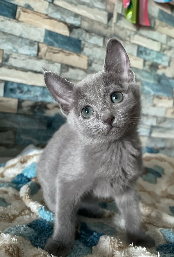 Alex | russian blue kitten