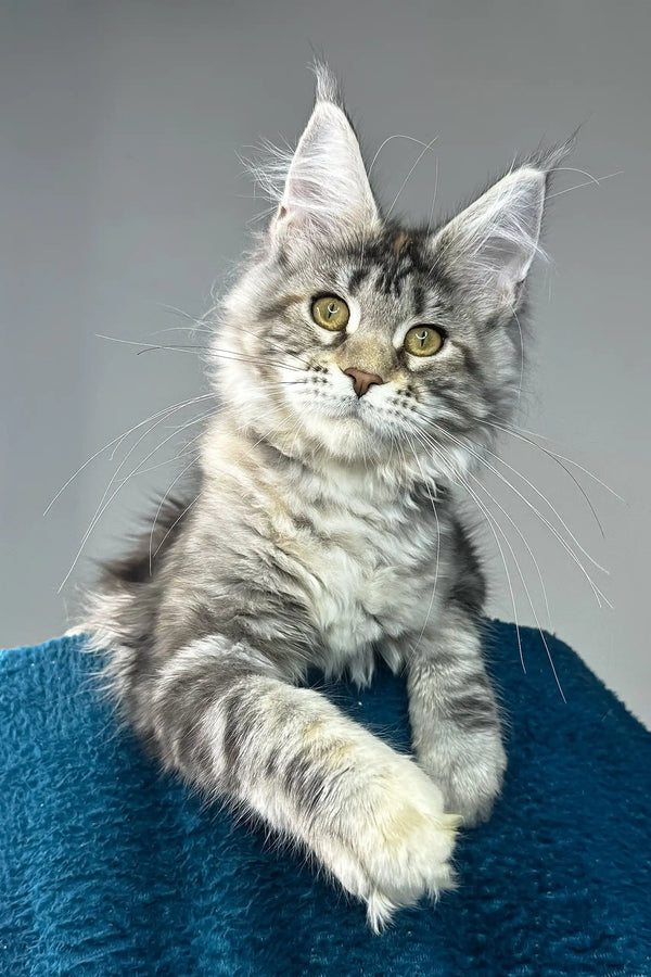 Alexa | maine coon kitten