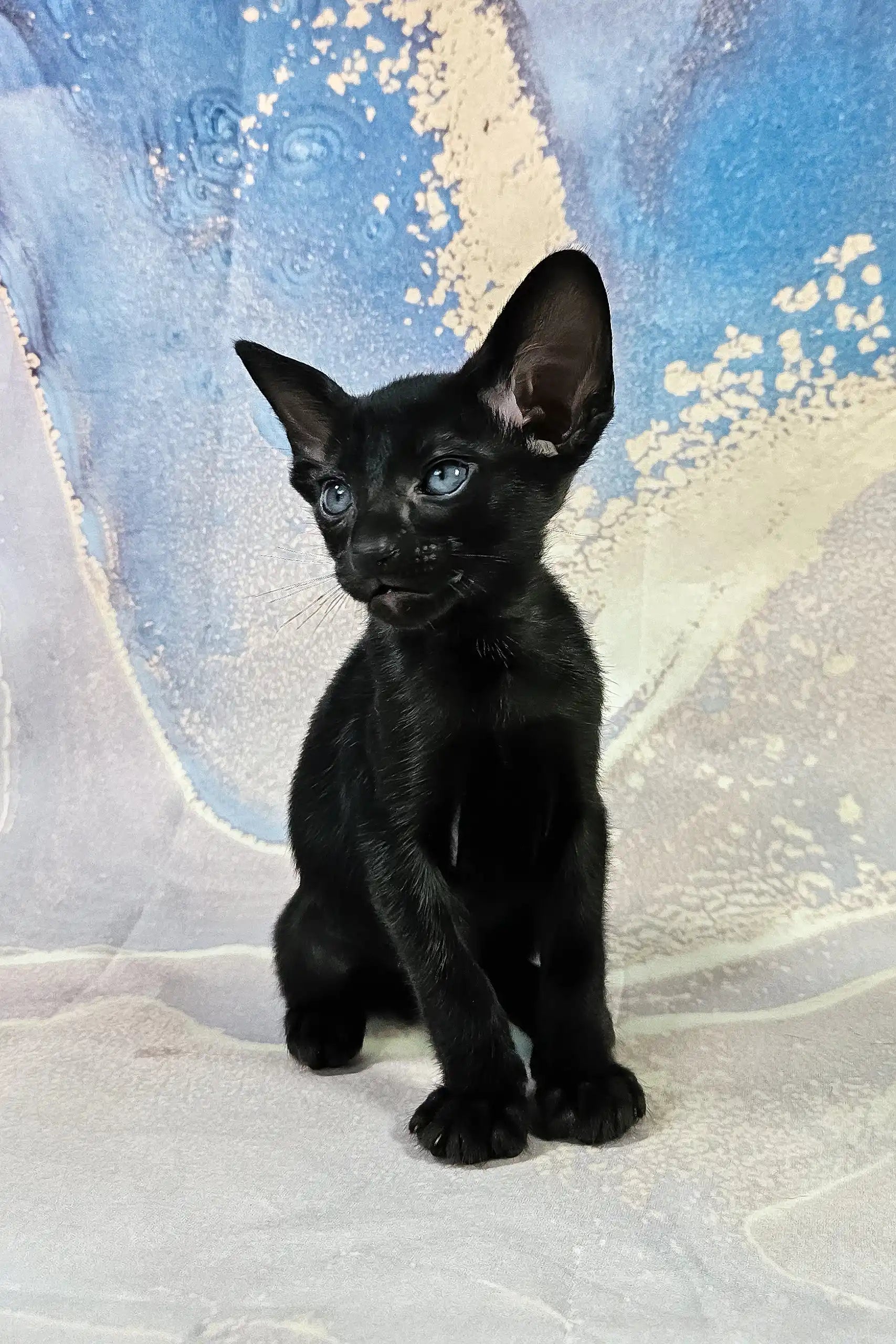 Adopt Alf the Charming Oriental Shorthair Kitten