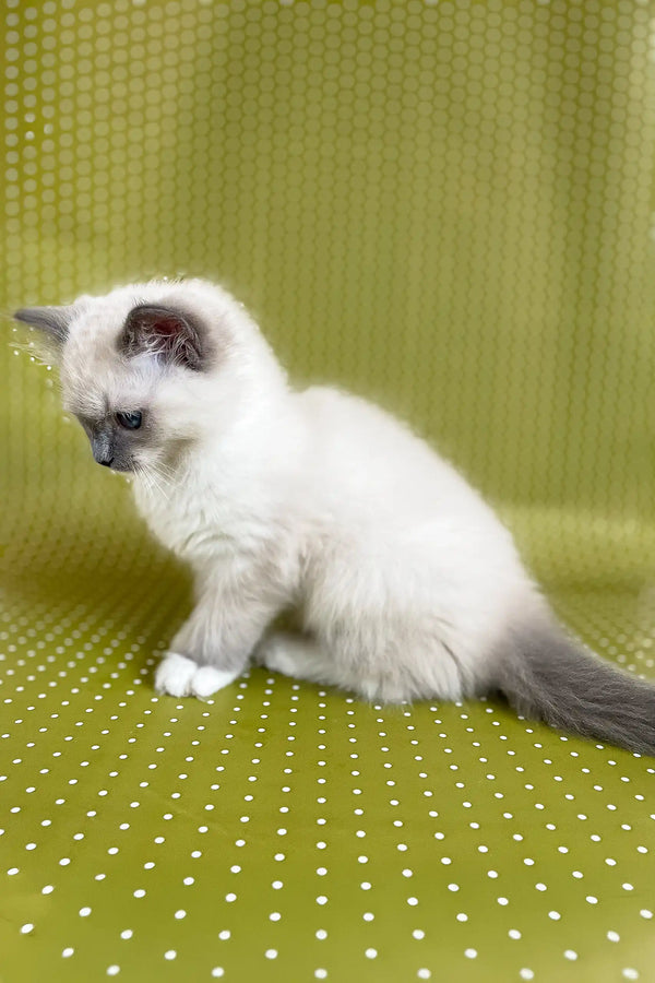 Cute Ragdoll kitten with blue points featured in the Alfred product collection