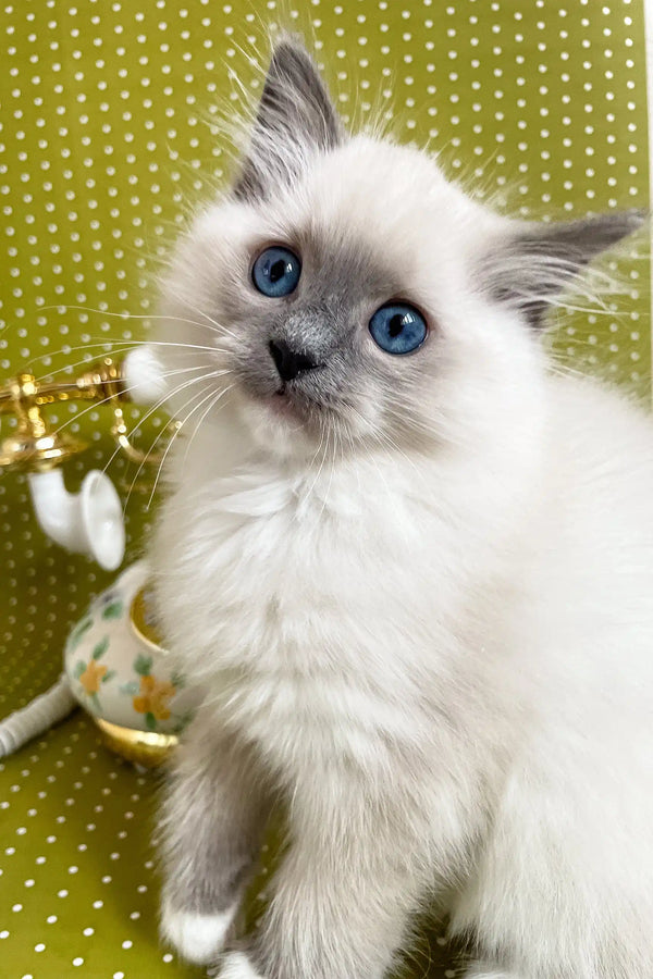 Blue-eyed Ragdoll kitten named Alfred, perfect for cuddles and companionship