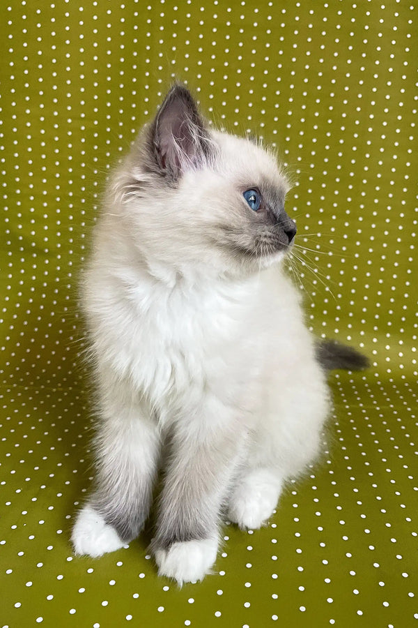 Blue-eyed Ragdoll kitten named Alfred showcasing its fluffy cuteness and charm
