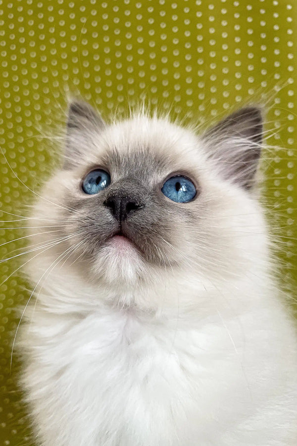 Blue-eyed Birman kitten in the Alfred Ragdoll Kitten product, super cute and fluffy!