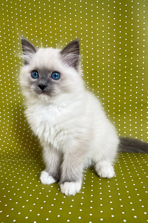 Cute Blue-eyed Birman kitten featured in the Alfred Ragdoll Kitten product