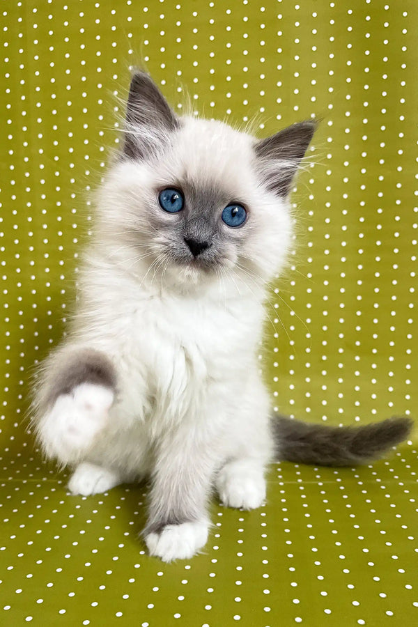 Blue-eyed Ragdoll kitten Alfred showing off cute gray markings