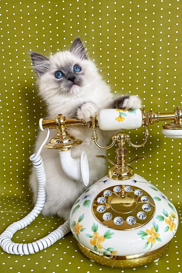 Cute Ragdoll kitten playing with a vintage telephone in Alfred product design