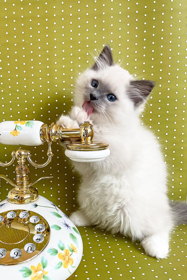 Adorable Ragdoll kitten named Alfred playing with a vintage telephone