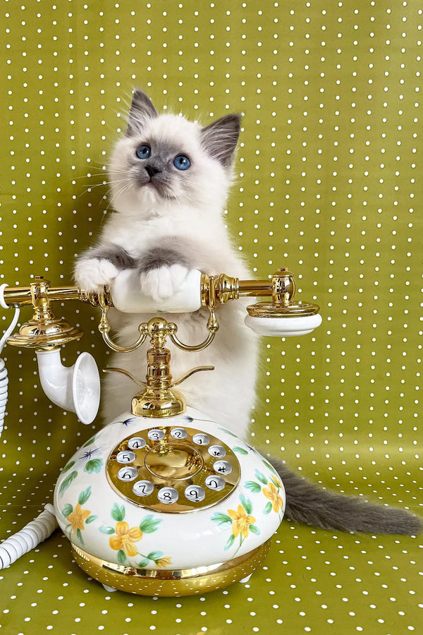 Vintage floral rotary telephone featured with Alfred the Ragdoll Kitten