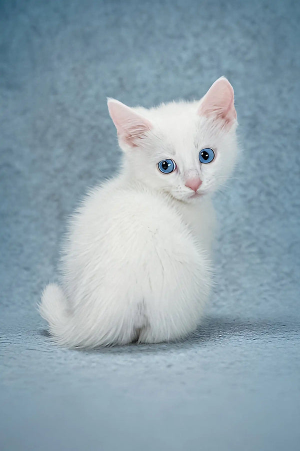 Alhemist | munchkin kitten