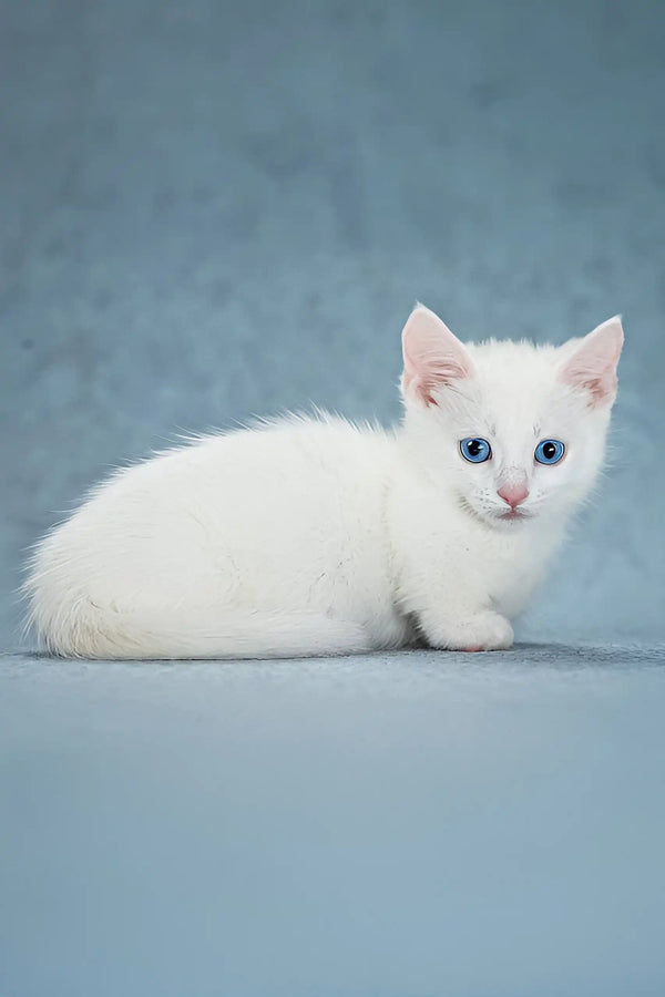Alhemist | munchkin kitten