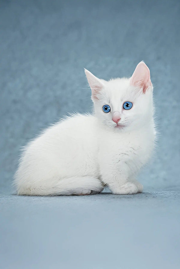 Alhemist | munchkin kitten