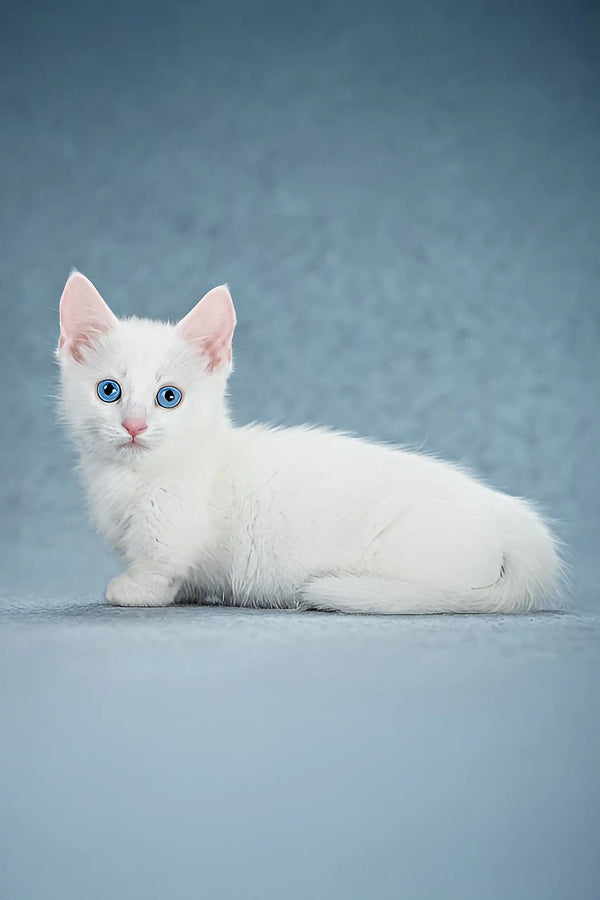 Alhemist | munchkin kitten