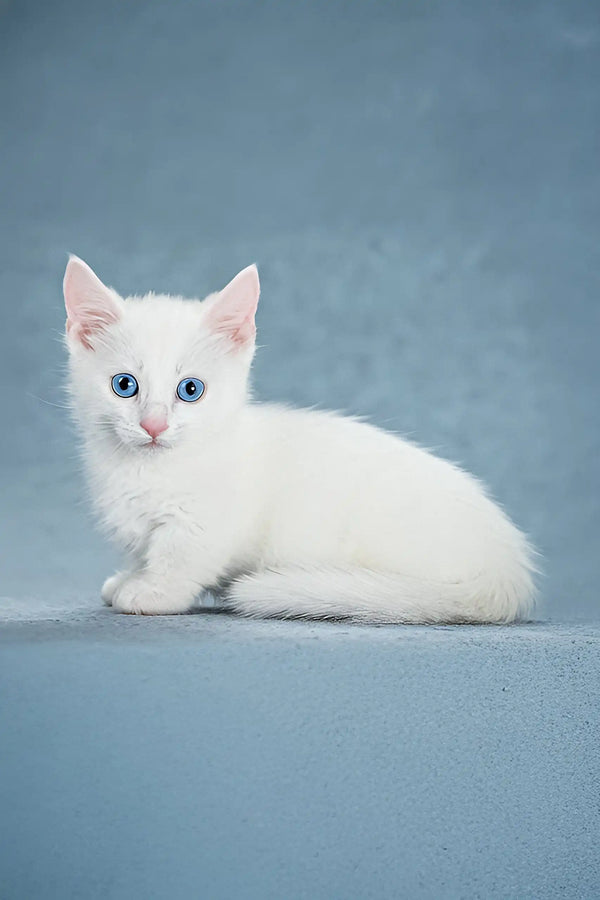 Alhemist | munchkin kitten