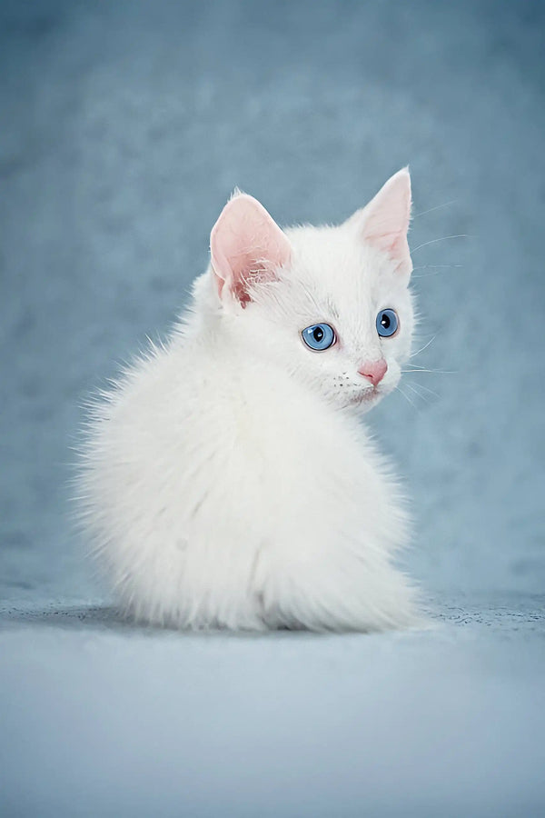 Alhemist | munchkin kitten