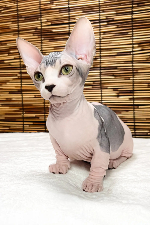 Alina | bambino sphynx kitten