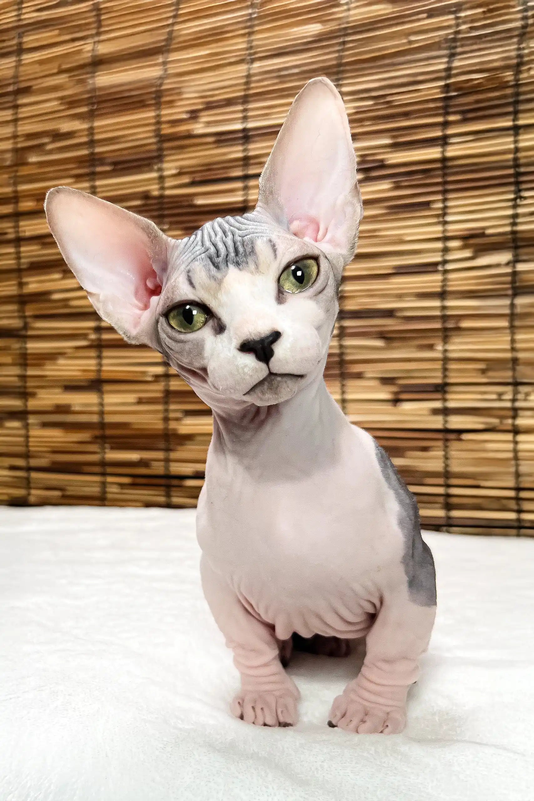 Cat Breed Bambino Kittens For Sale Near Me Meet Alina The Playful