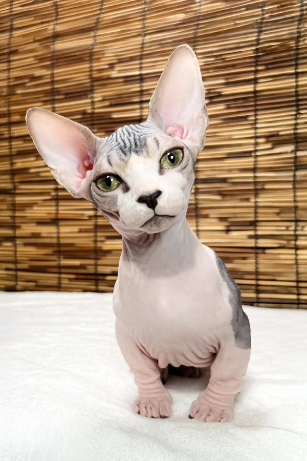 Alina | bambino sphynx kitten