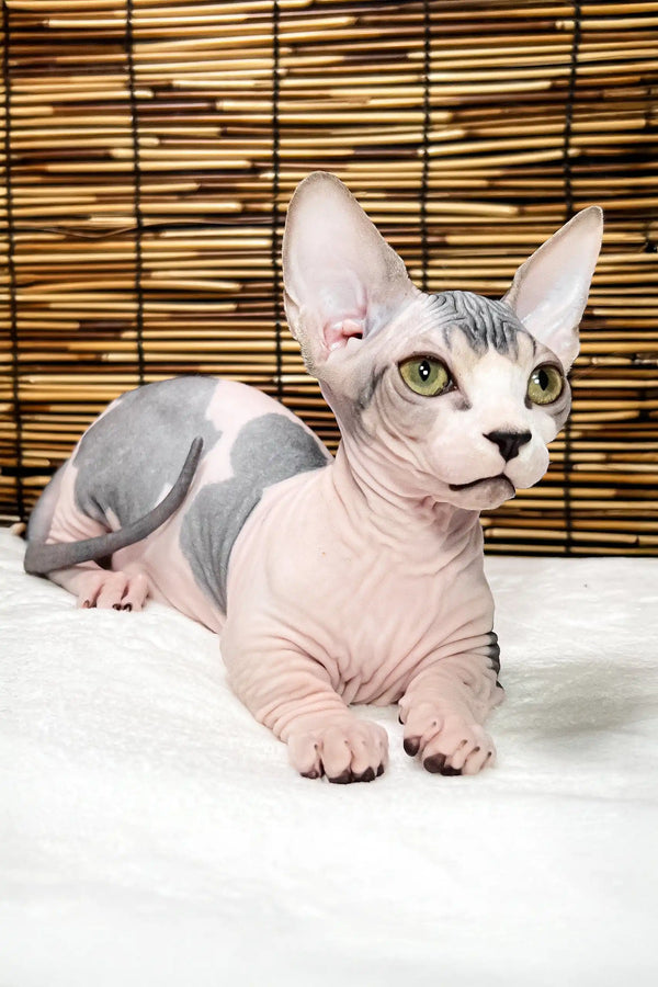 Alina | bambino sphynx kitten