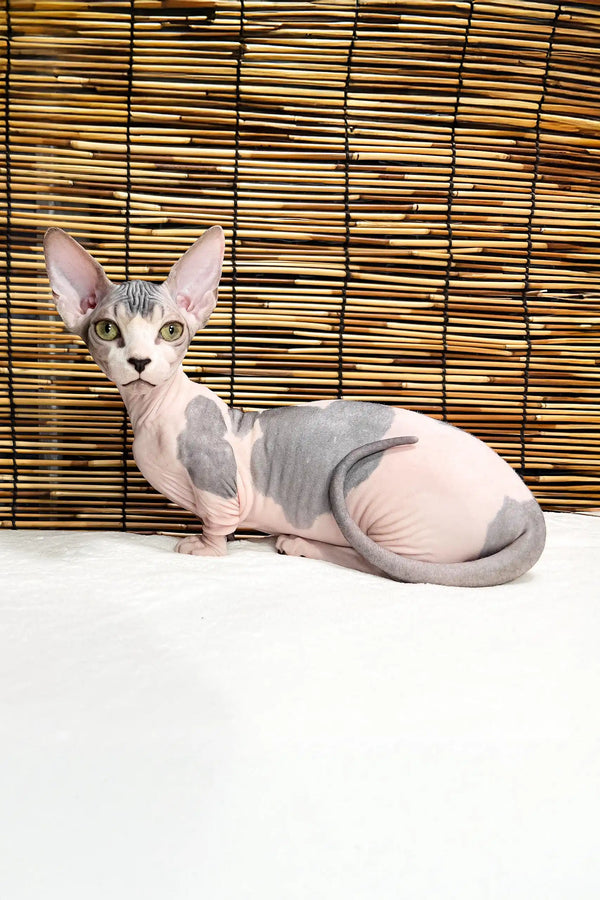 Alina | bambino sphynx kitten