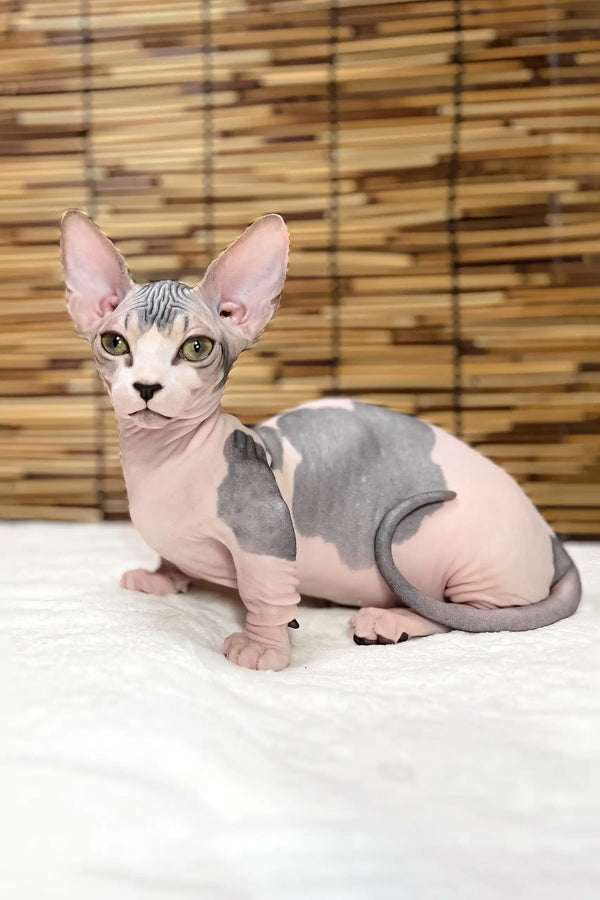Alina | bambino sphynx kitten