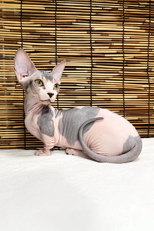 Alina | bambino sphynx kitten