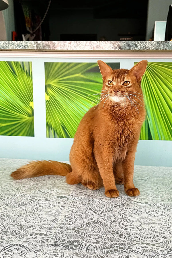 Ginger cat with alert expression featured in Alisa Somali Kitten product