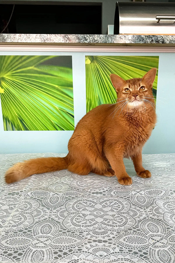 Ginger Somali Kitten with pointed ears, perfect for playful companions