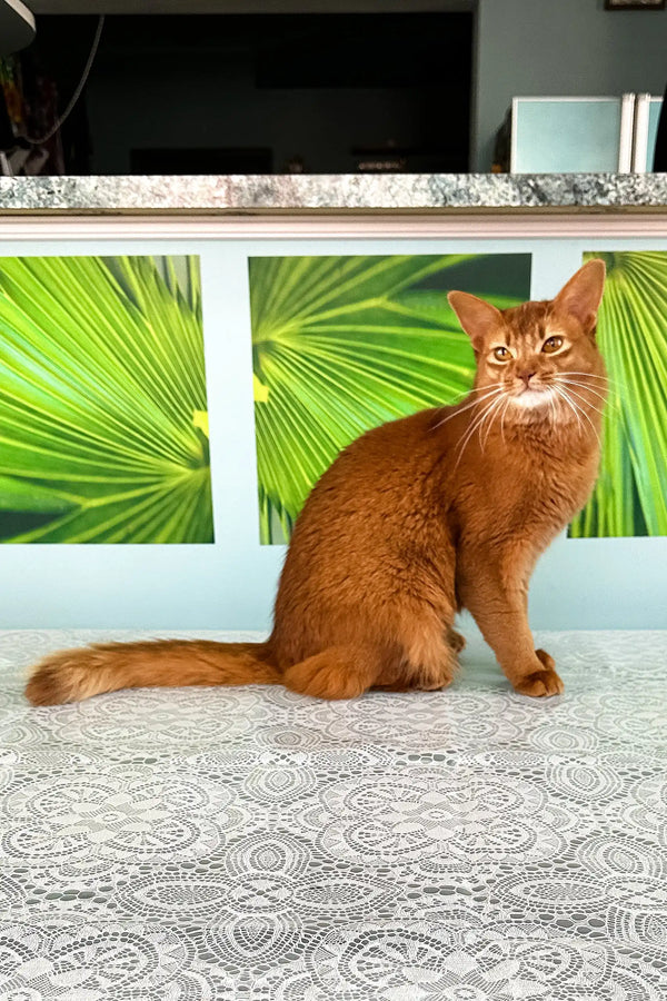Playful Orange cat with a long tail, showcasing the adorable Alisa Somali Kitten