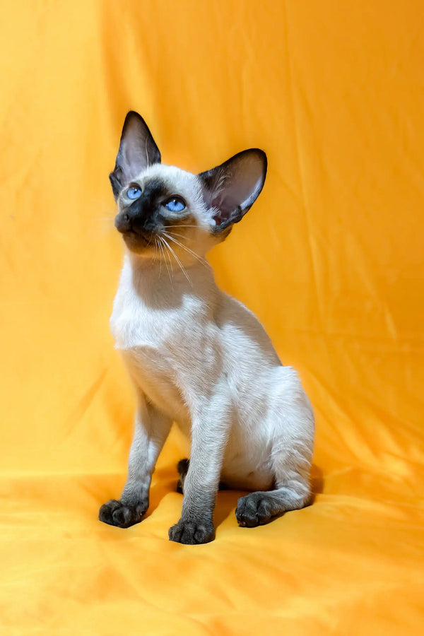 Seal point Siamese cat from the Alisia Oriental Shorthair Kitten product line
