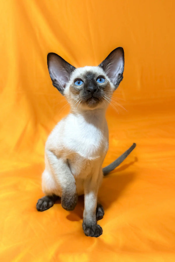 Siamese kitten with blue eyes in Alisia Oriental Shorthair Kitten product