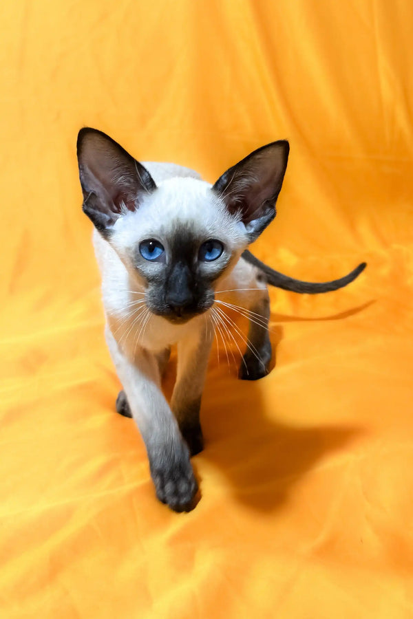 Siamese cat with bright blue eyes in Alisia Oriental Shorthair Kitten product
