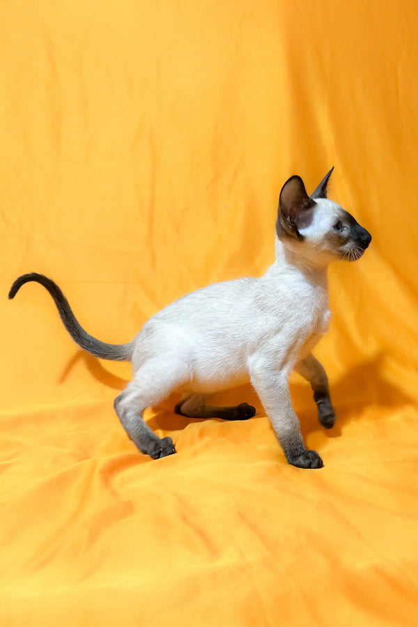 Siamese cat with dark points in the Alisia Oriental Shorthair Kitten product