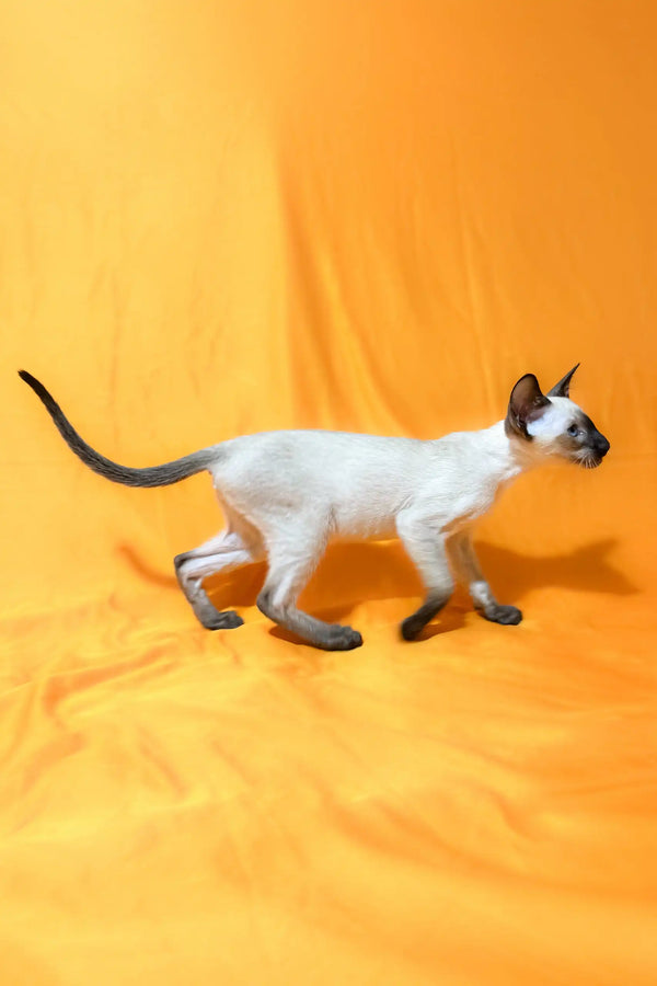 Siamese cat with dark points on Alisia, an adorable Oriental Shorthair Kitten