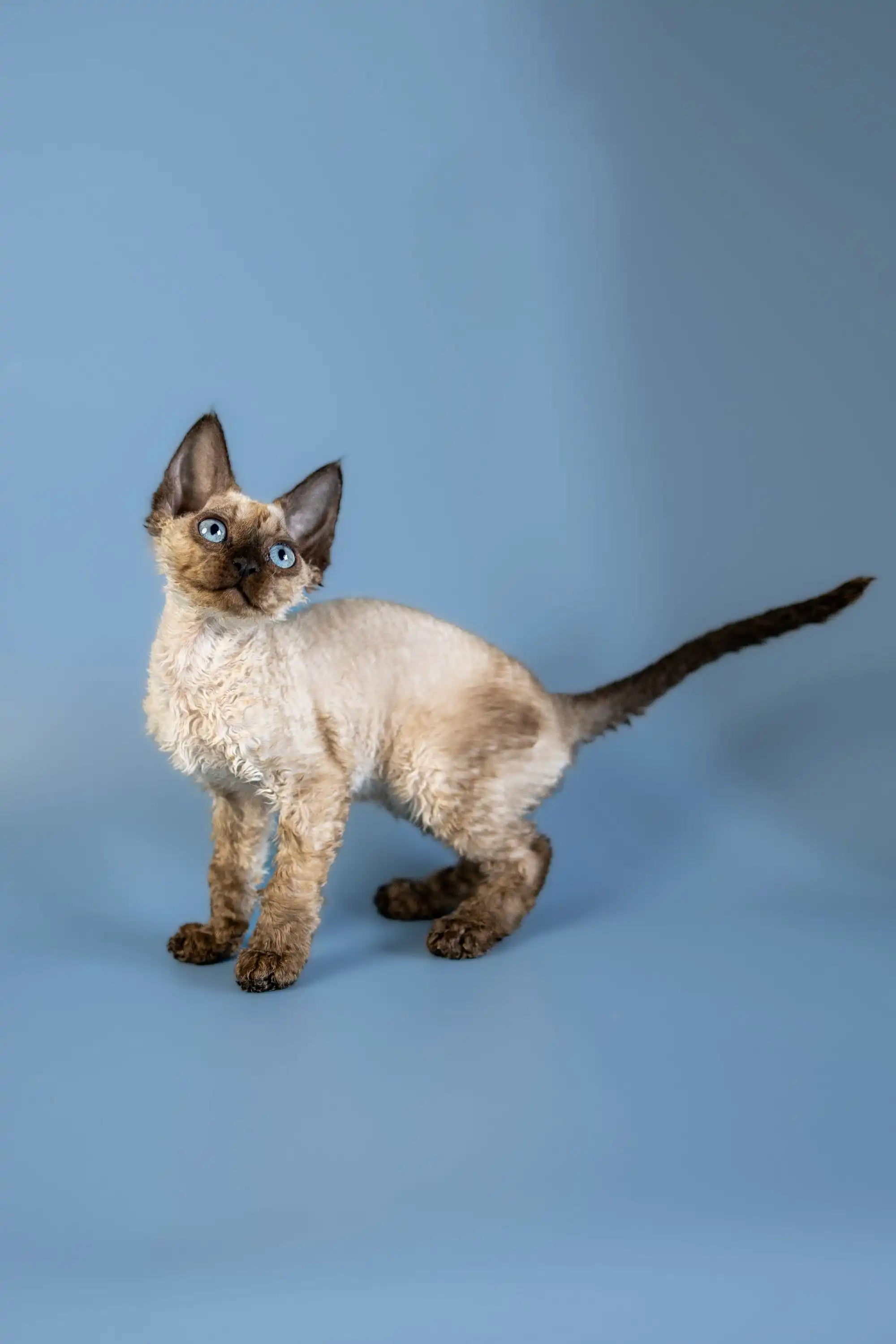 Cornish Rex Devon Rex Cat Near Me Cornish Rex Devon Rex Kittens