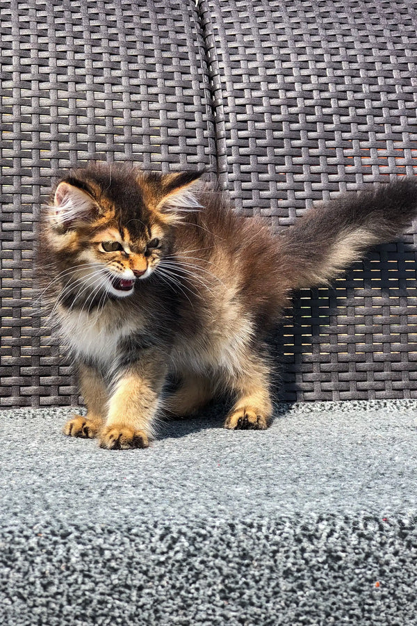 Fluffy golden Maine Coon kitten with a tabby coat on textured surface
