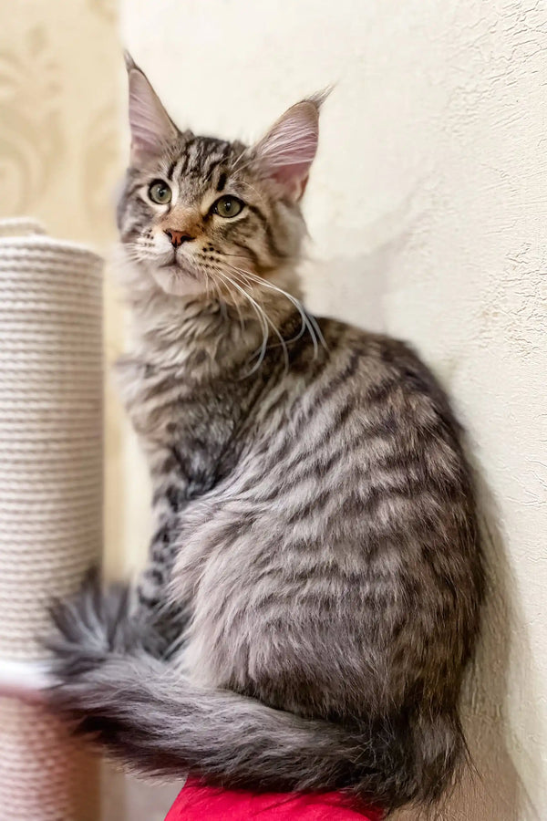 Long-haired tabby Maine Coon kitten chilling on a cat tree with stripes