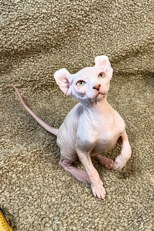 Hairless Sphynx kitten named Amur with pink skin and striking blue eyes